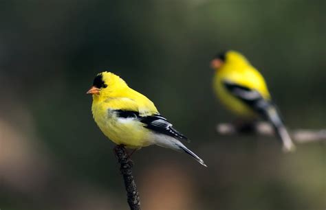 Birds In Nevada: 30 Species To Watch For In The Silver State