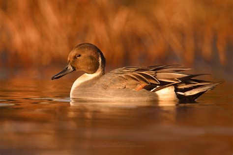 Tips on Photographing Waterfowl... — Brad James Wildlife Photography