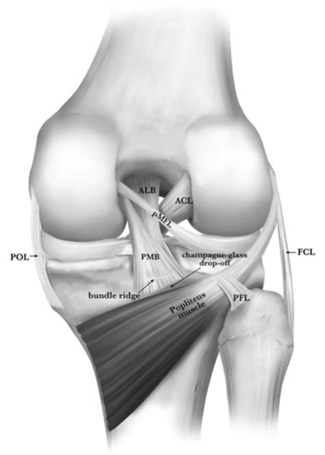 The Knee Resource | (ACL) Anterior Cruciate Ligament Rupture