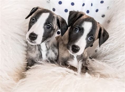 Whippet puppies at 6 weeks. Breeder. Susan Wales Whippet Puppies ...