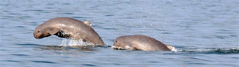 Irrawaddy Dolphins