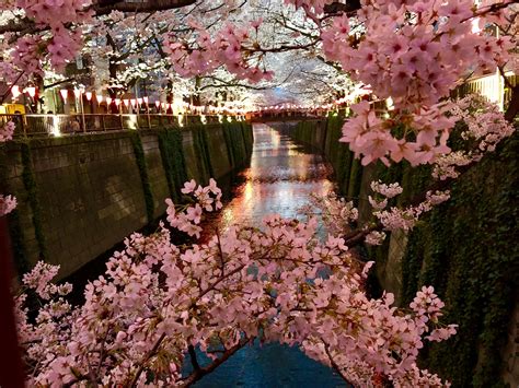 17 of the Best Cherry Blossom Viewing Spots around Tokyo and Yokohama