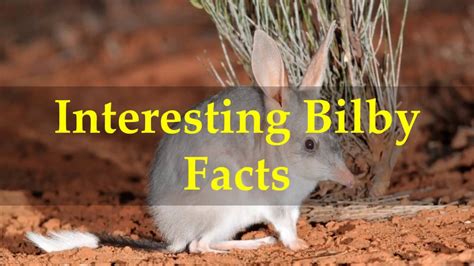 Interesting Bilby Facts - YouTube