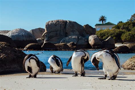 Visiting the Penguins at Boulders Beach - South Africa | A Little Off Track