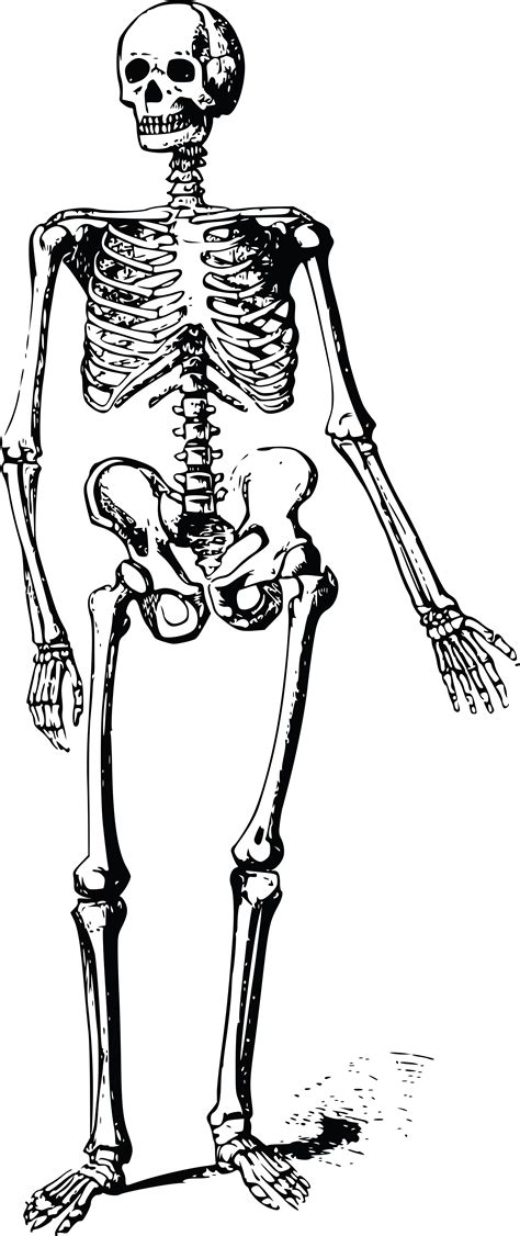 Free Clipart Of A skeleton