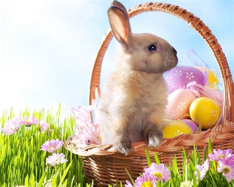 Easter Rabbits Wallpapers - Top Free Easter Rabbits Backgrounds - WallpaperAccess