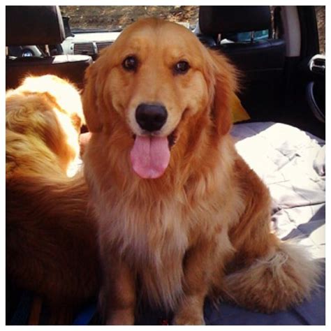 Cute!! Long hair golden retriever | World cutest dog, Cute dogs breeds, Pretty dogs