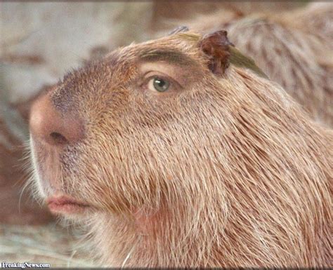 Capybara Memes: Photo