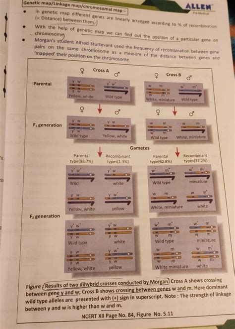 Genetic map/Linkage map/chromosomal map - - In genetic map different gene..