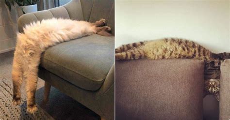 People Are Sharing Photos Of Their Cats Stretching