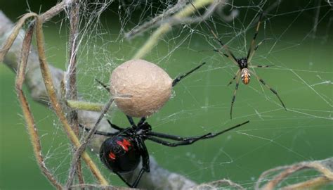 5 Signs Of Black Widow Spider Infestation You Must Not Miss