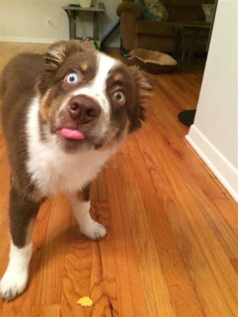 25 Hilariously Adorable Reactions Of Animals To Experiences They Had For The First Time