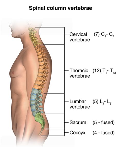 Facts About the Spine, Shoulder, and Pelvis - Stanford Medicine Children's Health