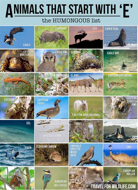 Animals That Start With an E | Animal Alphabet