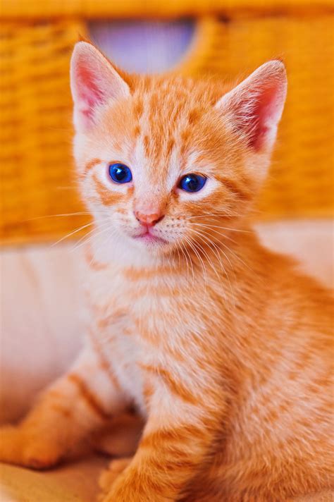 Orange Kitten Dream Meaning - DREASAM