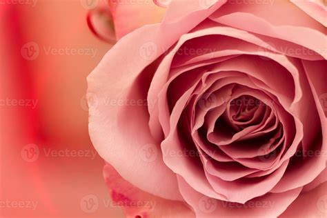 Pink Rose On Coloured Water. 1364263 Stock Photo at Vecteezy