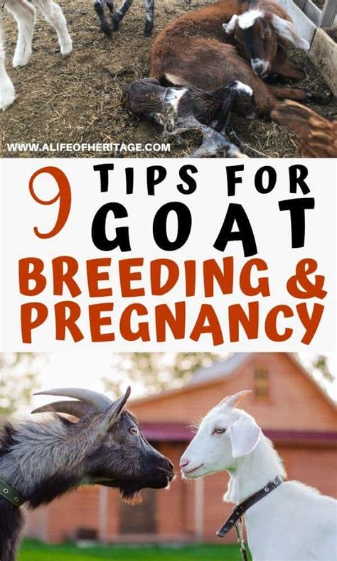 Top Goat Breeding and Pregnancy Tips That Will Help You Immensely!