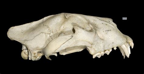 ADW: Panthera leo: SPECIMENS