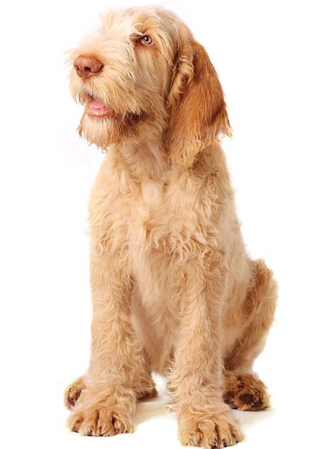 Spinone Italiano - Dog Breed Guide Up Dog, Dog Cat, Sporting Dogs Breeds, Dressage, Border ...