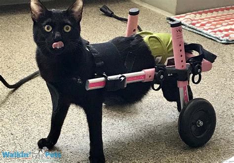 Cat Wheelchair | Walkin' Wheels Wheelchair for Cats | Handicapped Pets