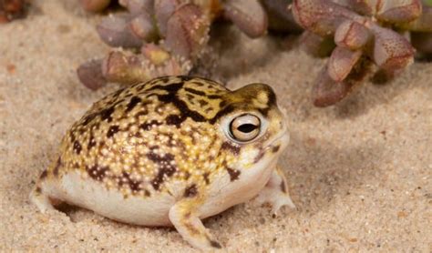 Desert Rain Frog Animal Facts Breviceps Macrops AZ Animals, 57% OFF