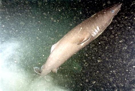 Pacific Sleeper Shark – "OCEAN TREASURES" Memorial Library