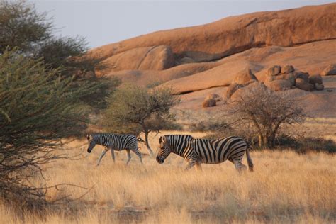 Zebras at Spitzkoppe, Namibia | Zebras, Namibia, Animals