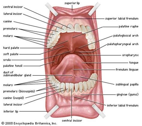 Pin on (Body) Upper Body- Reference