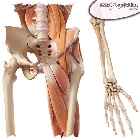 The Psoas Muscle – EasyFlexibility