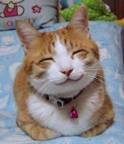 File:So happy smiling cat.jpg - Wikimedia Commons