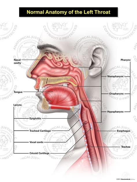 Normal Male Anatomy of the Left Throat Illustration | Anatomical Justice