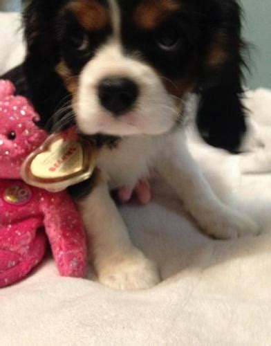 Cavalier King Charles Spaniel Puppy for Sale - Adoption, Rescue | Cavalier King Charles Spaniel ...