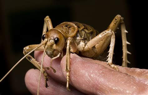 #9 Giant Weta - This is the largest of the weta species, which are ...