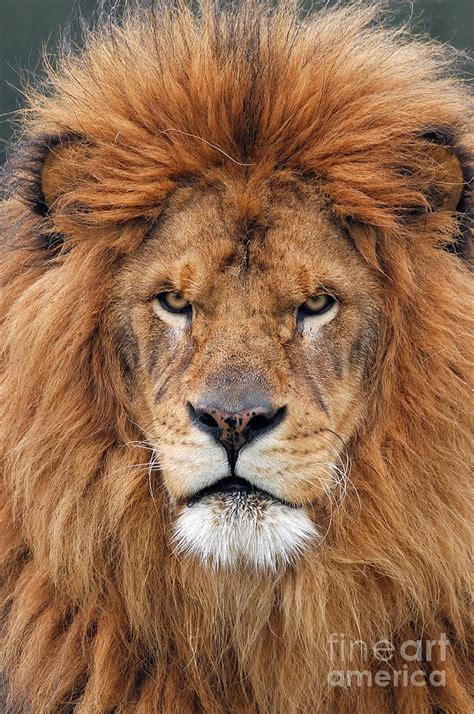 Portrait of a Barbary lion Photograph by Jeff Norton