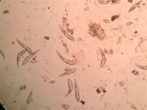 Yeast In Dogs, Dog Mange, Demodex Mites, Education Canine, Urinary ...