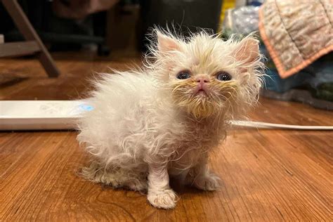 Meet Wisp, the Persian Kitten TikTok Is in Love with