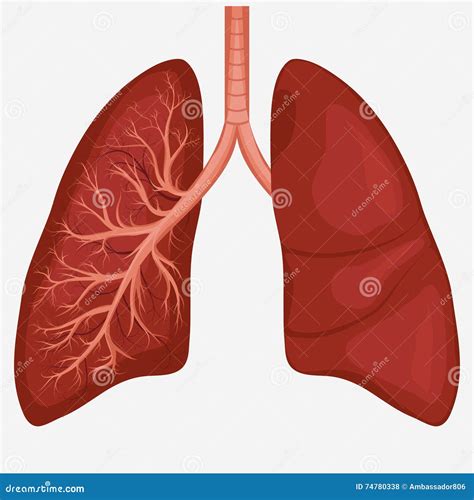 Lung Anatomy Diagram