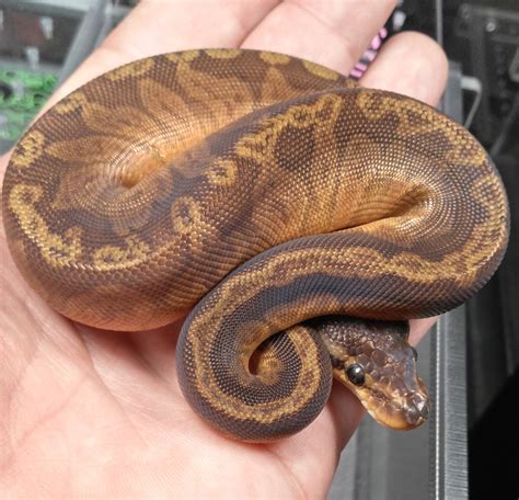 Sunset - Ball Python Traits - Morphpedia