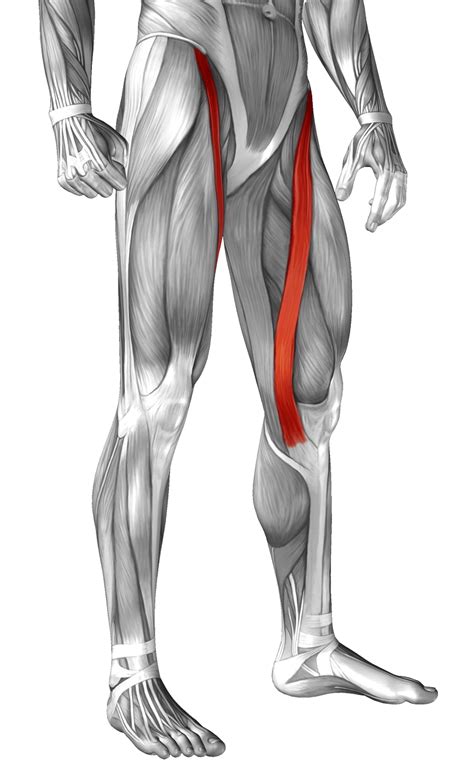 Knee muscles anatomy – Artofit