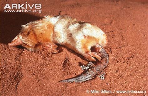 Southern marsupial mole - Alchetron, the free social encyclopedia