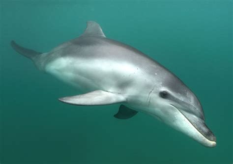 Glimpse. Burrunan dolphin, Port Phillip Bay. | Smithsonian Photo ...