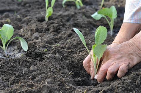 How To Grow Cabbage | Kellogg Garden Organics™