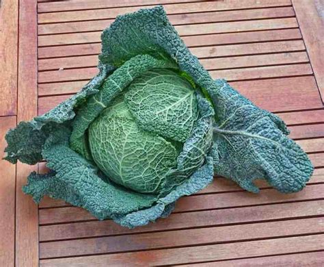 How do I know when my cabbage is ready to harvest? - Gardening Channel