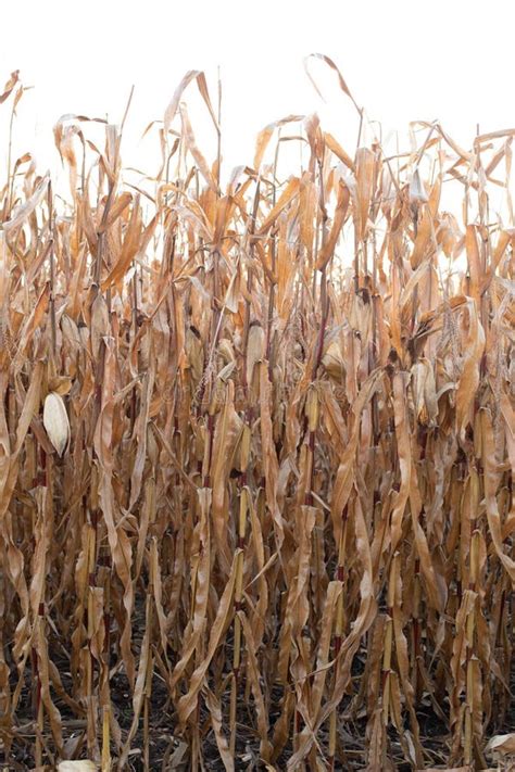 Field Corn Dry Harvest Season Farming Background Stock Image - Image of ...