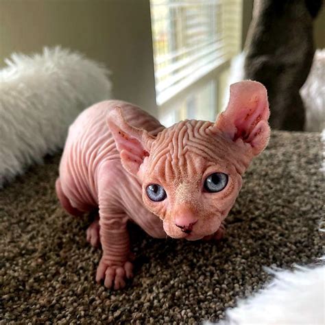 cute little elf sphynx : r/cats