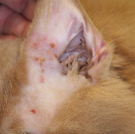 Cat Skin Cancer Lesions