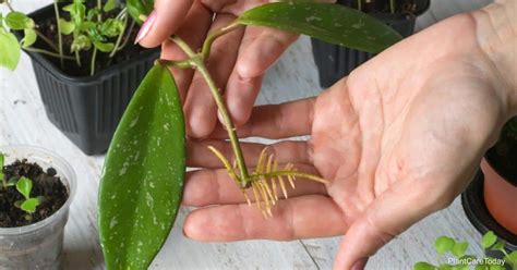 3 Ways For Propagating Hoya: How To Propagate Hoya Wax Plants