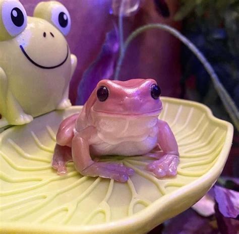 pink frog | Pet frogs, Cute frogs, Whites tree frog