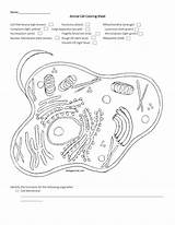 Name Animal Cell Coloring Sheet Membrane Ligh Brown sketch template