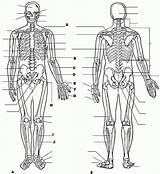 Anatomy And Physiology Coloring Pages Free  sketch template